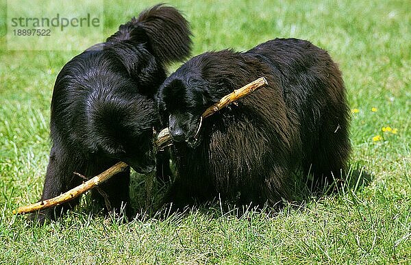 Neufundländer Hund  Erwachsene auf Gras  spielt mit einem Stück Holz