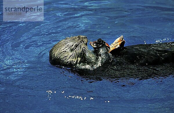 Seeotter (enhydra lutris)  Erwachsener frisst Krabbe