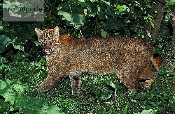 Asiatische Goldkatze oder Temmink-Katze  catopuma temmincki  Erwachsene