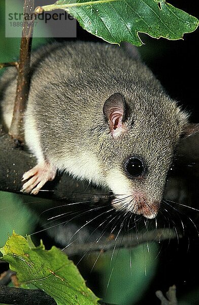 Siebenschläfer (glis glis)  erwachsen  Normandie