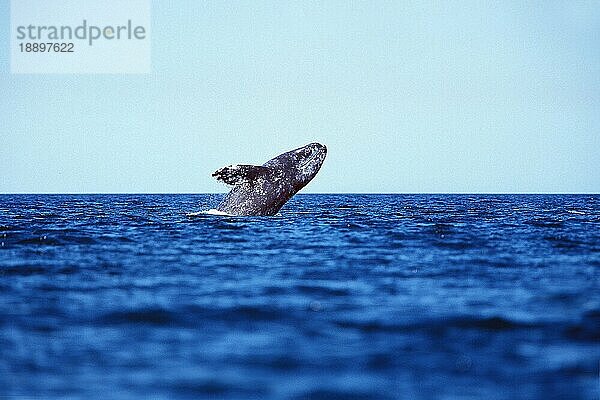 GRAUWAL (eschrichtius robustus)  ERWACHSENER  BAJA CALIFORNIA IN MEXIKO