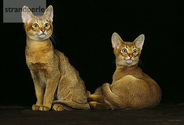 Rote Abessinierkatze  Erwachsene vor schwarzem Hintergrund