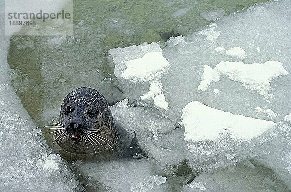 Seehund (phoca vitulina)  Kopf eines Erwachsenen  der aus dem Eis auftaucht  Kanada  Nordamerika