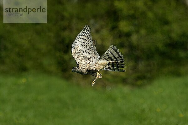 EUROPÄISCHER Sperber (accipiter nisus)  ERWACHSENER IM FLUG  NORMANDY IN Frankreich