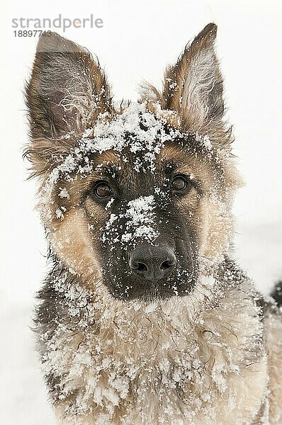 Deutscher Schäferhund (Canis lupus familiaris)  langhaariger Welpe  14 Wochen  im Schnee