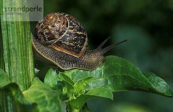 BRAUNE GARTENSCHLANGE helix aspersa  ERWACHSENE AUF BLATT STEHEND