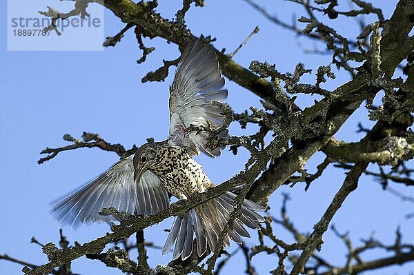 Misteldrossel (turdus viscivorus)  Erwachsener beim Abflug vom Ast  Normandie