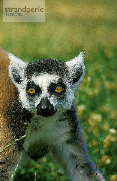 Katta (lemur catta)  PORTRAIT EINES ERWACHSENEN