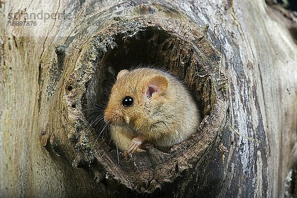 Haselmaus (muscardinus avellanarius)  ERWACHSENER STEHEND AM NEST-EINGANG  NORMANDY IN Frankreich