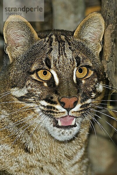 Asiatische Goldkatze oder Temmink-Katze  catopuma temmincki  Porträt eines Erwachsenen