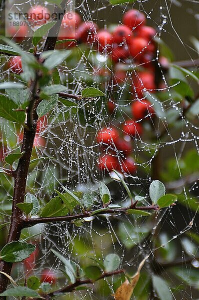 Hagebutten (Rosa canina) Spinnennetz mit Tautropfen