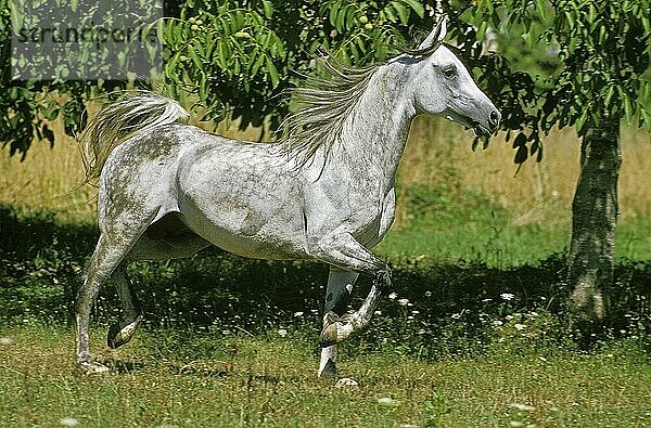 Arabisches Pferd  Erwachsener Trabend durch Wiese