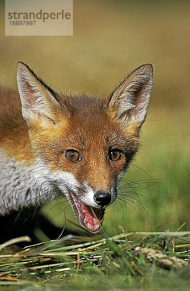 Rotfuchs (vulpes vulpes)  Porträt eines rufenden Erwachsenen  Normandie