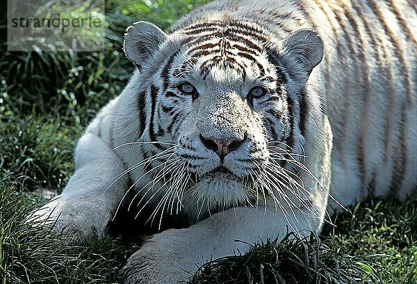 WEISSER TIGER (panthera tigris)  PORTRAIT EINES ERWACHSENEN