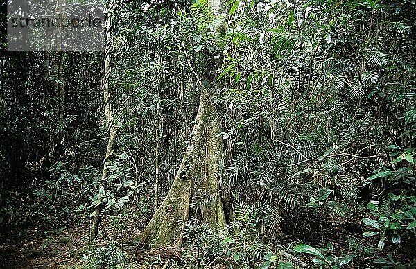 Regenwald im Norden Australiens