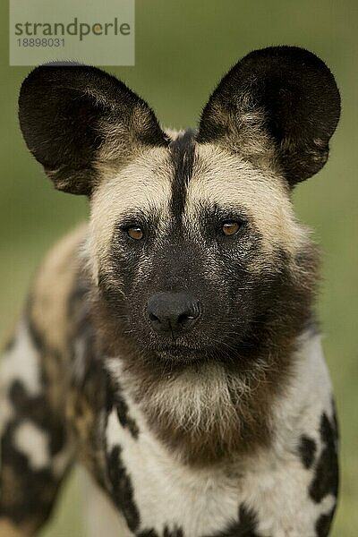 Afrikanischer Wildhund (lycaon pictus)  Porträt eines Erwachsenen  Namibia  Afrika