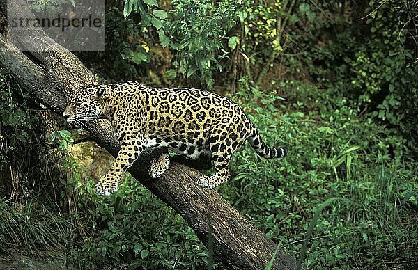 JAGUAR (panthera onca)  ERWACHSENER AUF BRANCHE