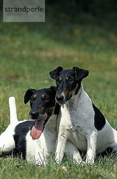 GLATTER FOXTERRIER  ERWACHSENE AUF GRAS