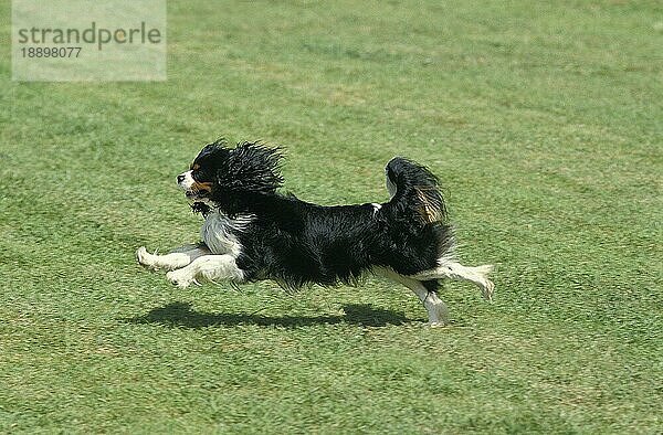 Cavalier King Charles Spaniel  Erwachsener läuft auf Rasen