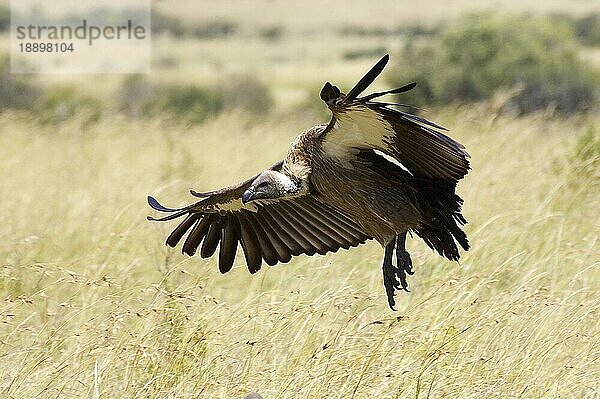 Afrikanischer Weißrückengeier (gyps africanus)  Erwachsener im Flug  Masai Mara Park in Kenia