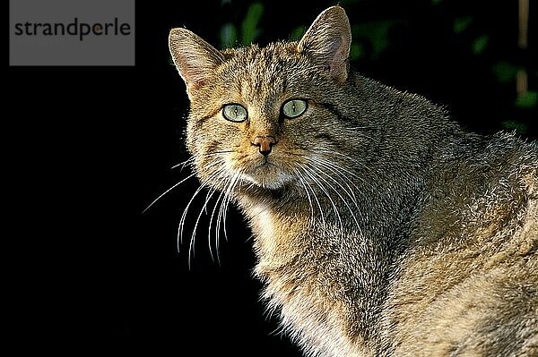 Europäische Wildkatze (felis silvestris)  Porträt eines Erwachsenen