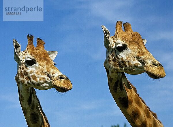 Rothschild-Giraffe (giraffa camelopardalis rothschildi)  Porträt eines Erwachsenen vor blauem Himmel