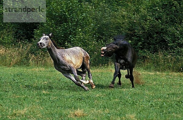 Shagya-Pferd  Erwachsener  galoppiert durch die Wiese  defensive Haltung