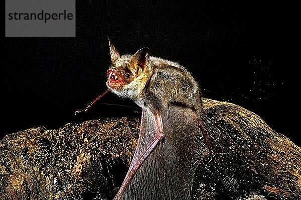 Mausohrfledermaus (myotis myotis)  ERWACHSENE MIT OFFENEM MÜNDE