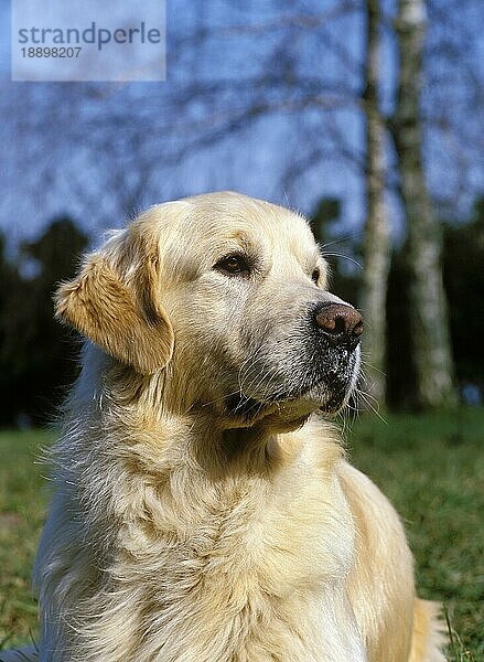 Golden Retriever Hund  Portrait eines Erwachsenen