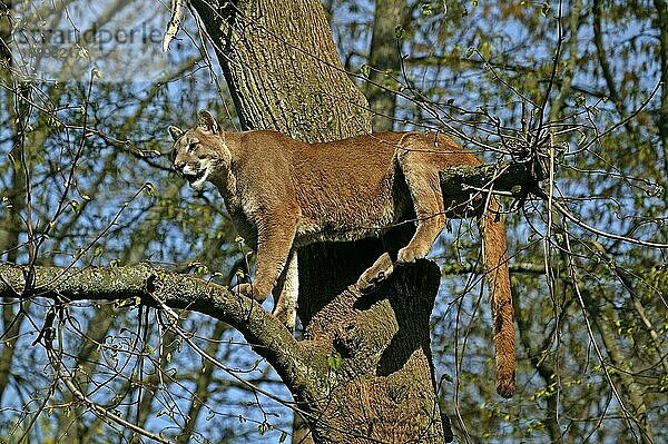 Puma (puma concolor)  ERWACHSENER IM BAUM STEHEND  AUSSEN SCHAUEND