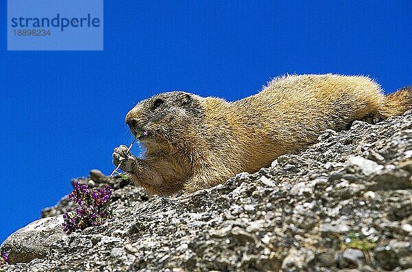 Alpenmurmeltier (marmota marmota)  Erwachsene fressen Blume  Französische Alpen