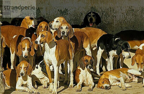 Großer ANGLO-FRANZÖSISCHER WEISSER UND ORANGEFARBENER JAGDHUND  RUDEL VON ERWACHSENEN