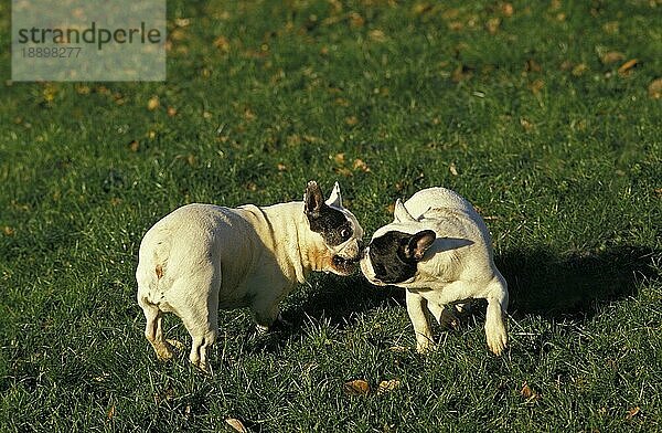 Französische Bulldogge  Erwachsene spielen auf Gras