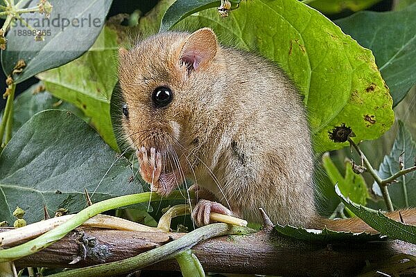 Haselmaus (muscardinus avellanarius)  Erwachsene sitzend mit Blättern  Normandie