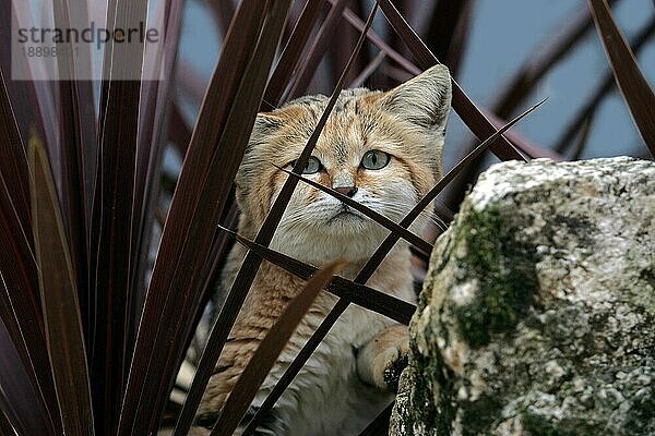 Sandkatze (felis margarita)  erwachsen  versteckt im Busch