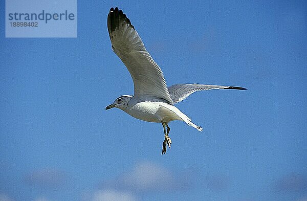 Ringschnabelmöwe (larus delawarensis)  ERWACHSENE IM FLUG  FLORIDA