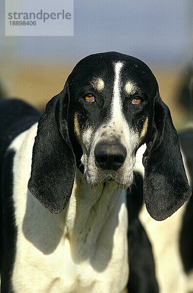 Großer ANGLO-FRANZÖSISCHER WEISSER UND SCHWARZER JAGDHUND  PORTRÄT EINES ERWACHSENEN