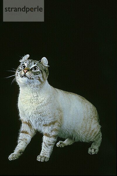 American Curl Hauskatze  Erwachsene gegen schwarzen Hintergrund