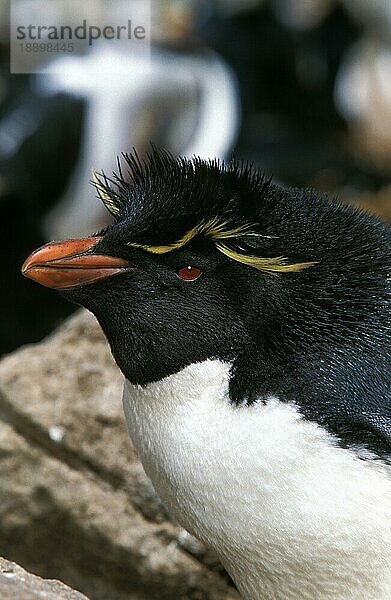 Felsenpinguin (eudyptes chrysocome)  Porträt eines Erwachsenen  Antarktis  Antarktika