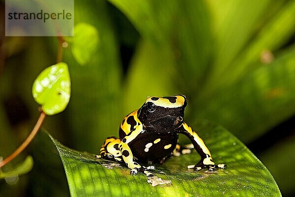 GELBGEBUNDENER Gelbgebänderter Baumsteiger (dendrobates leucomelas)  ERWACHSENER