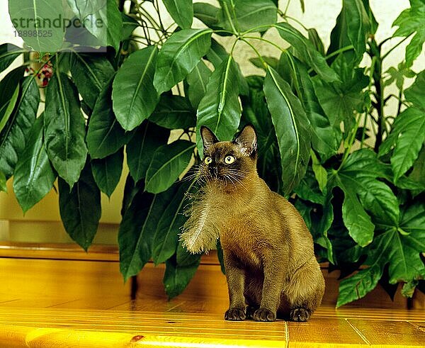 SCHOKOLADEFARBENE BURMESISCHE HAUSKATZE  ERWACHSEN  SPIELT MIT EINER FEDER