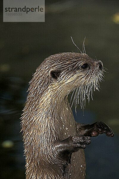 Zwergotter (aonyx cinerea)  ERWACHSENER AUF HINTERBeinen stehend