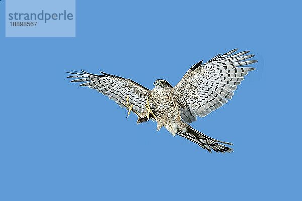 EUROPÄISCHER SPARROWHAWK (accipiter nisus)  ERWACHSENER IM FLUG  NORMANDISCH IN Frankreich