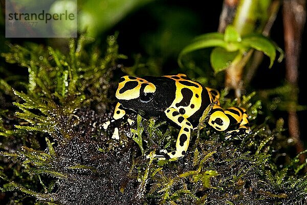 GELBGEBUNDENER Gelbgebänderter Baumsteiger (dendrobates leucomelas)  ERWACHSENER