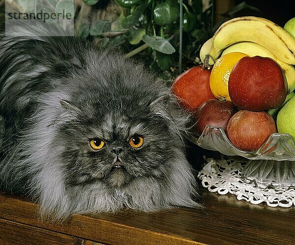 Smoke Perser Hauskatze  Erwachsener legt sich in der Nähe von Früchten hin