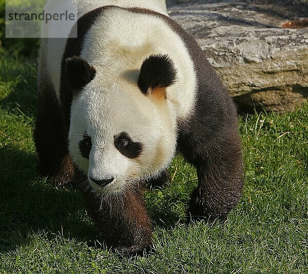 Großer Panda (ailuropoda melanoleuca)  erwachsen