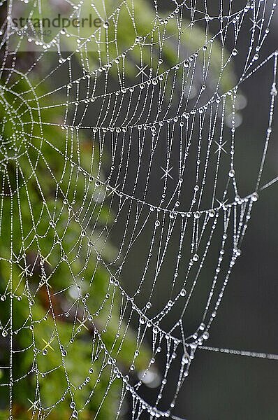 Spinnennetz einer Kreuzspinne mit Tautropfen und Sternfilter