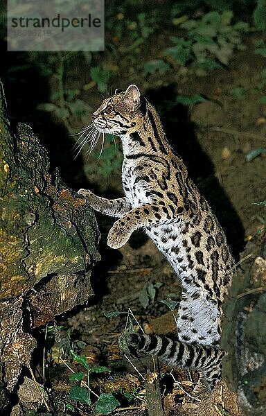 Margay-Katze  leopardus wiedi  Erwachsener auf den Hinterbeinen stehend