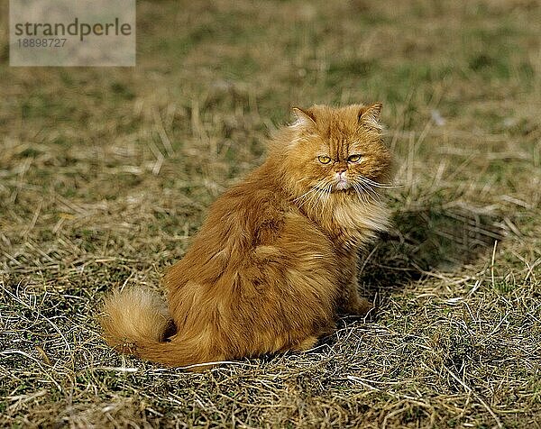 Rot gestromte Perser Hauskatze  Erwachsener sitzend auf Gras