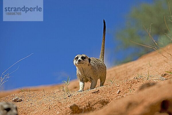 Erdmännchen (suricata suricatta)  Erwachsen  Namibia  Afrika